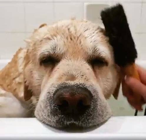 Wash & Groom Pet Brush - Perfect for Dogs & Cats: Medium