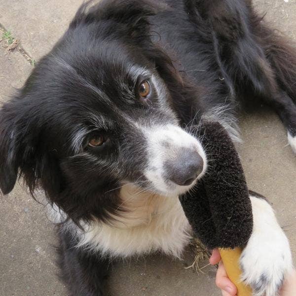 Wash & Groom Pet Brush - Perfect for Dogs & Cats: Medium